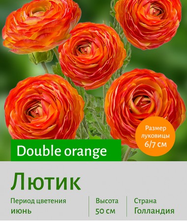  Лютик (Ranunculus) Double orange